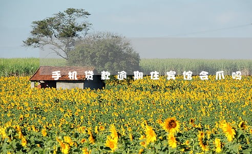 手机贷款逾期住宾馆会爪吗