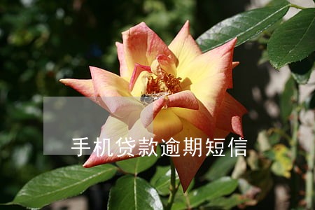 手机贷款逾期短信 手机贷款逾期短信
