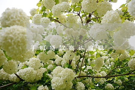 手机贷款高达逾期 手机贷款高达逾期