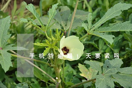 手机贷逾期1天要紧吗 手机贷逾期1天要紧吗