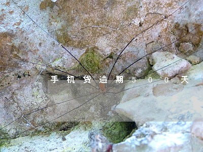 手机贷逾期500天 手机贷逾期500天