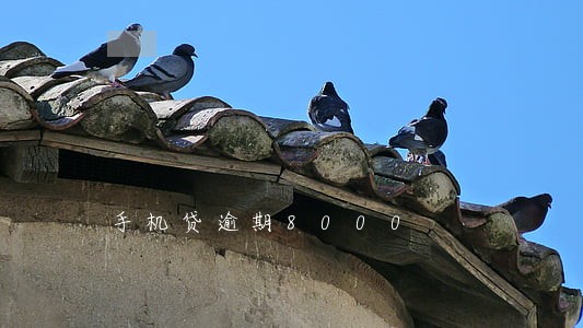 手机贷逾期8000