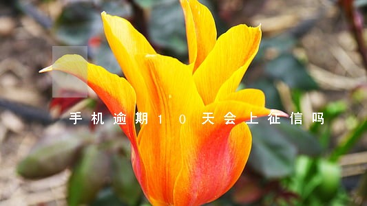 手机逾期10天会上征信吗 手机逾期10天会上征信吗