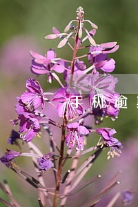 手机逾期会影响个人信用吗 手机逾期会影响个人信用吗