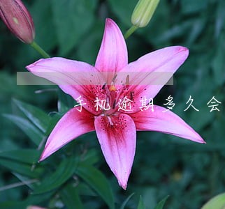 手机逾期多久会记录不良征信6 手机逾期多久会记录不良征信6