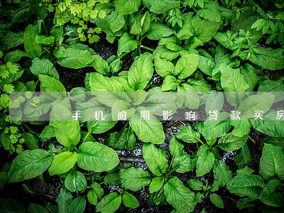 手机逾期影响贷款买房吗 手机逾期影响贷款买房吗