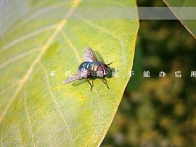 手机逾期能不能办信用卡 手机逾期能不能办信用卡