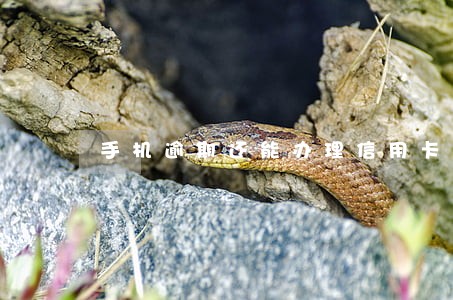 手机逾期还能办理信用卡 手机逾期还能办理信用卡