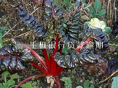 手机银行贷款逾期