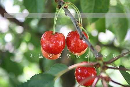 手机银行贷款逾期还款