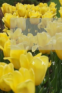 手机首付逾期90天怎么解决 手机首付逾期90天怎么解决