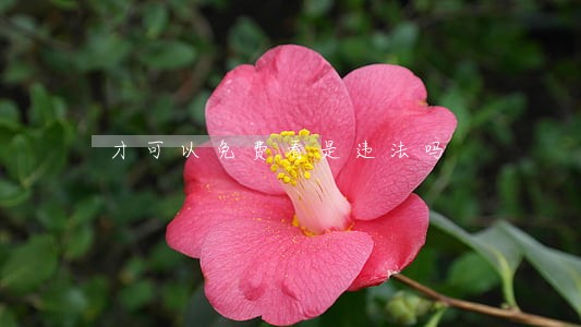 才可以免费看是违法吗 才可以免费看是违法吗