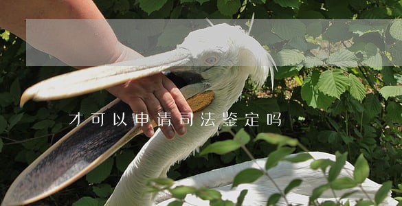 才可以申请司法鉴定吗 才可以申请司法鉴定吗