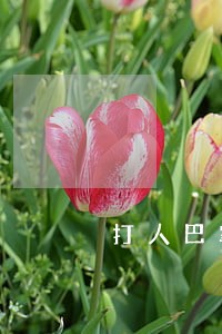 打人巴掌私了协仪书