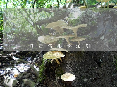 打击信用卡逾期 打击信用卡逾期