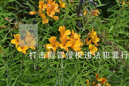 打击假冒侵权违法犯罪行为