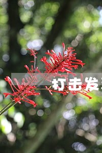 打击发票违法短板 打击发票违法短板