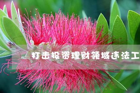 打击投资理财领域违法工作总结 打击投资理财领域违法工作总结
