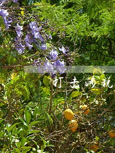 打击涉税违法犯罪 打击涉税违法犯罪