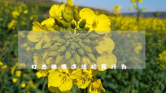 打击赌博违法犯罪行为 打击赌博违法犯罪行为