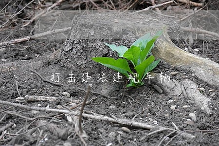 打击违法违规车辆 打击违法违规车辆