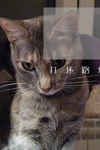 打坏路灯属于什么违法