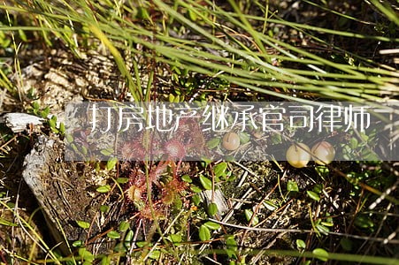 打房地产继承官司律师 打房地产继承官司律师
