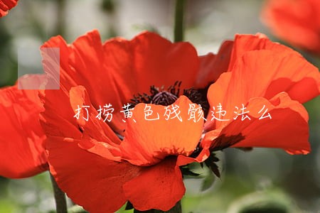 打捞黄色残骸违法么 打捞黄色残骸违法么