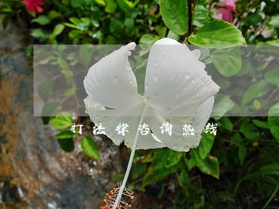 打法律咨询热线 打法律咨询热线