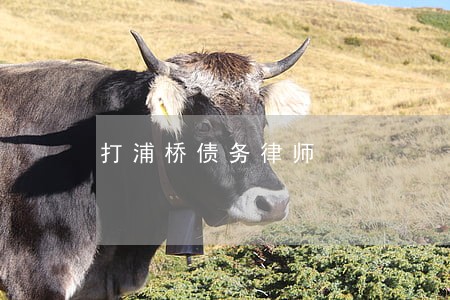打浦桥债务律师