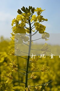 打现金收条的诉讼期限 打现金收条的诉讼期限