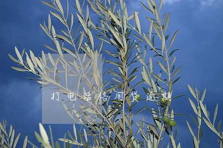 打电话信用贷逾期 打电话信用贷逾期