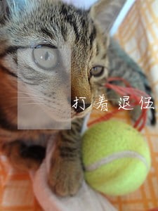 打着退伍军人旗号违法