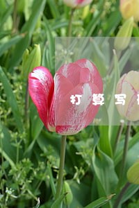 打算写刑法方面的 打算写刑法方面的
