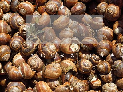 打胎后多久可以在法院申请离婚