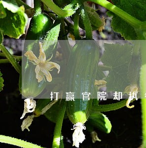 打赢官院却执行不了 打赢官院却执行不了