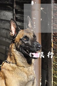 打银行电话查逾期 打银行电话查逾期