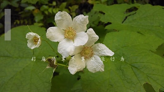 打麻将算不算违法行为 打麻将算不算违法行为
