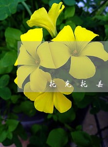托克托县酒后驾驶案律师法律专线 托克托县酒后驾驶案律师法律专线