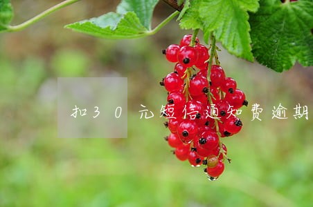 扣30元短信通知费逾期怎么办 扣30元短信通知费逾期怎么办