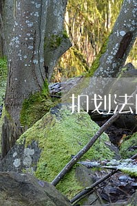 扣划法院税务