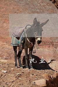 执业20年上海强制执行律师 执业20年上海强制执行律师