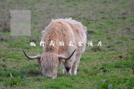 执行局拍卖宣传片