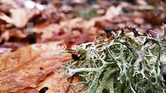 执行律师收费海南 执行律师收费海南