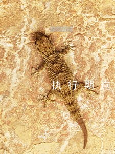 执行期逾期5年是什么意思 执行期逾期5年是什么意思