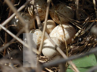 执行程序申请法律援助 执行程序申请法律援助