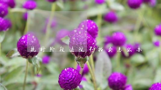 执行阶段法院不拍卖怎么办 执行阶段法院不拍卖怎么办