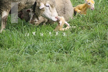 扫黑除恶界定 扫黑除恶界定