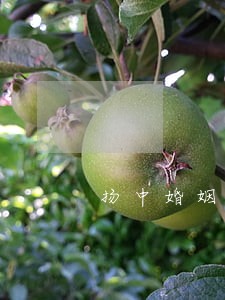 扬中婚姻律师 扬中婚姻律师