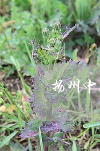 扬州中国司法 扬州中国司法